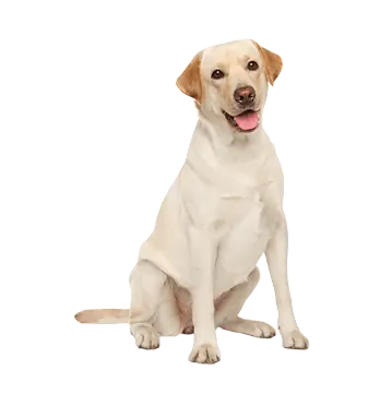 Your pet icon