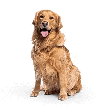 Your pet icon